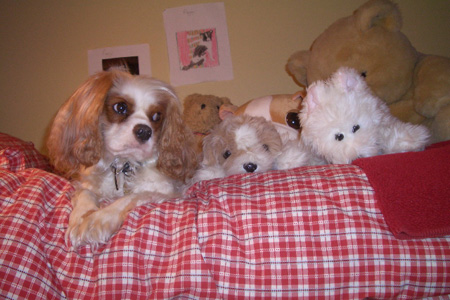  you can tell which is the real Blenheim Cavalier King Charles Spaniel!
