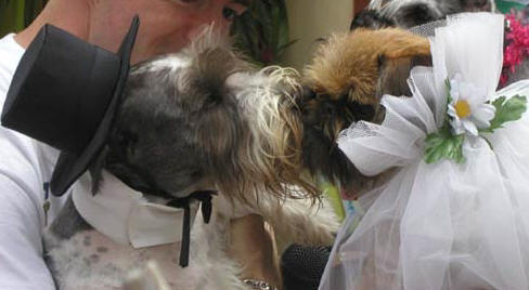 dog_and_cat_kiss_at_straight_niptual_ceremony_underscores_unfairness_of_ban_on_gay_marriage_for_pets