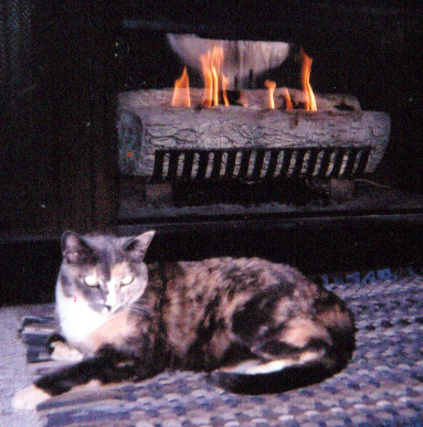 Tamba, Ina's 'Pawprints' star, by the fire