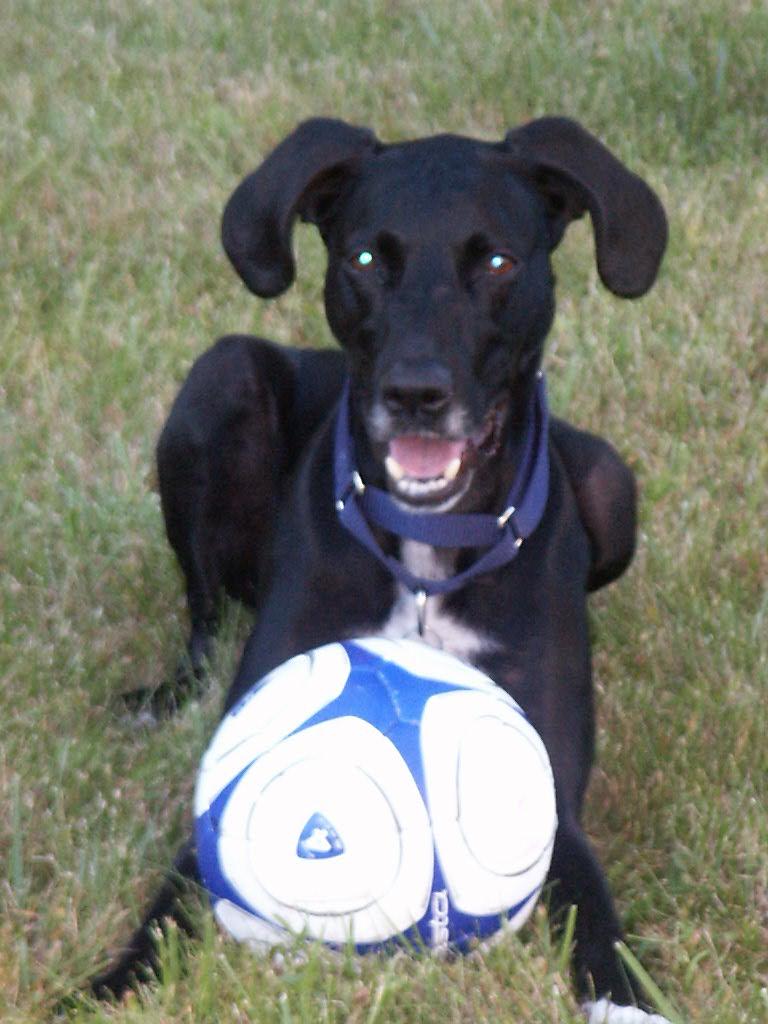 Pet eulogy photo, doggie Fergus, on InasPawprints.com