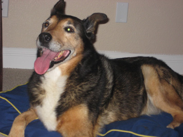 Beloved Taz Parre Meyer Dog, photo on pet eulogy page InasPawprints.com