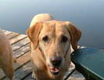 Eulogy photo for the elegant dog, Nova Steele, on InasPawprints.com eulogy page